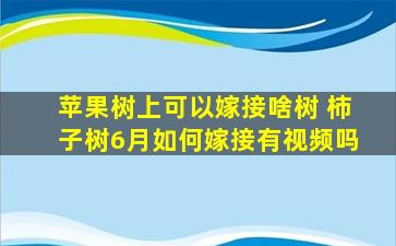 苹果树上可以嫁接啥树 柿子树6月如何嫁接有视频吗